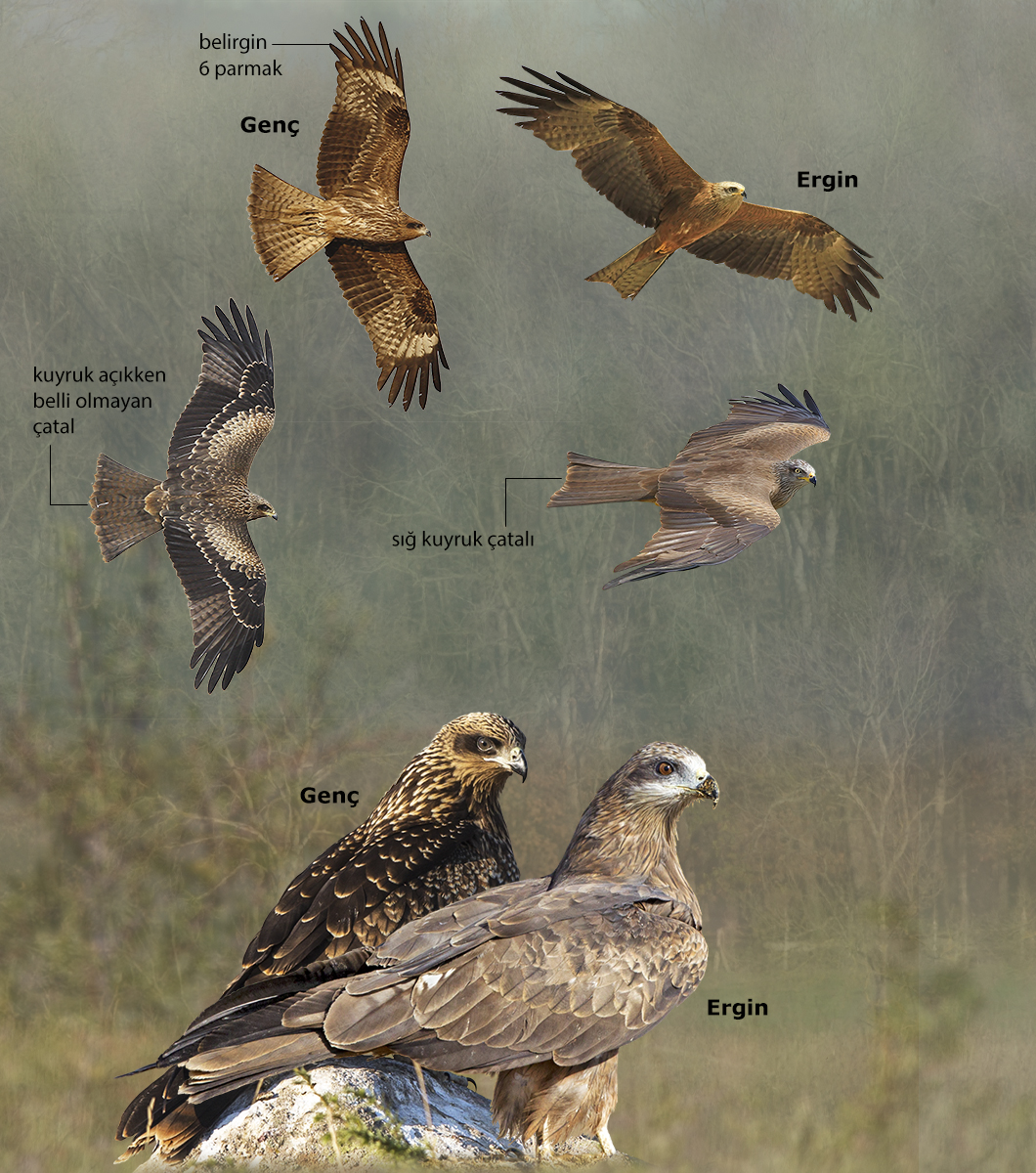 Black Kite