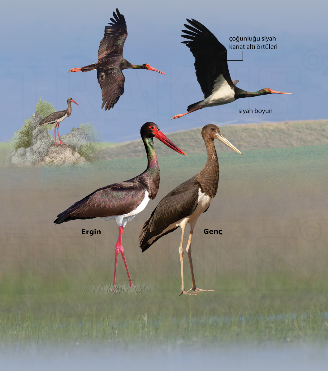 Black Stork