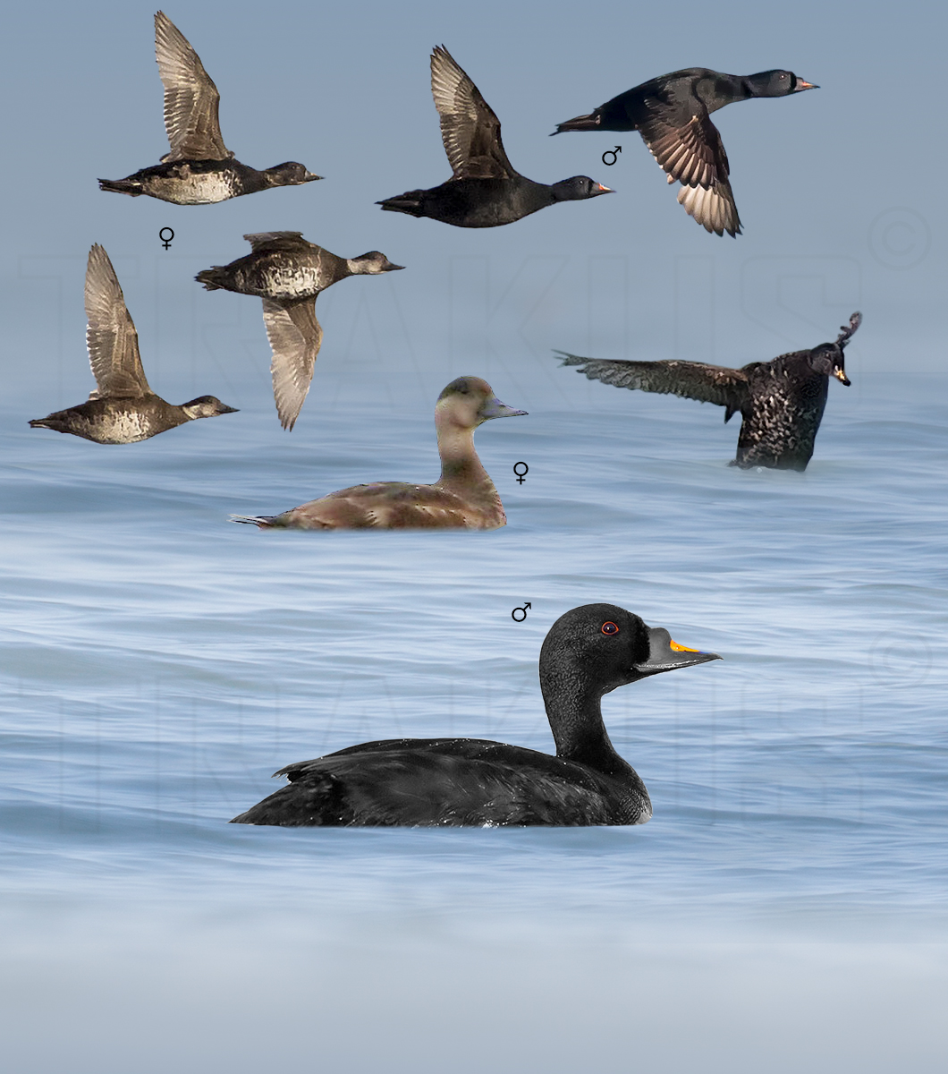 Common Scoter