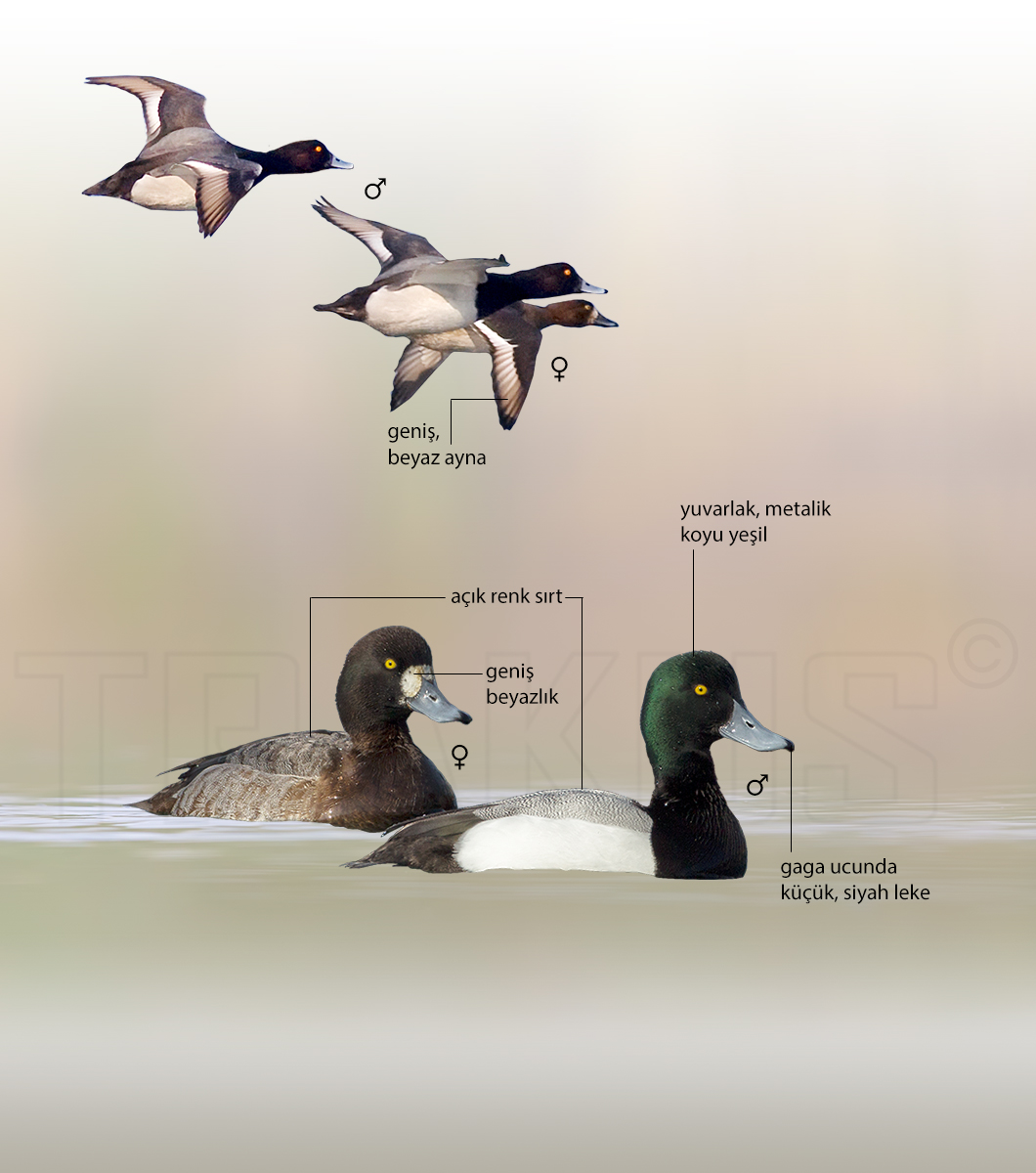 Greater Scaup
