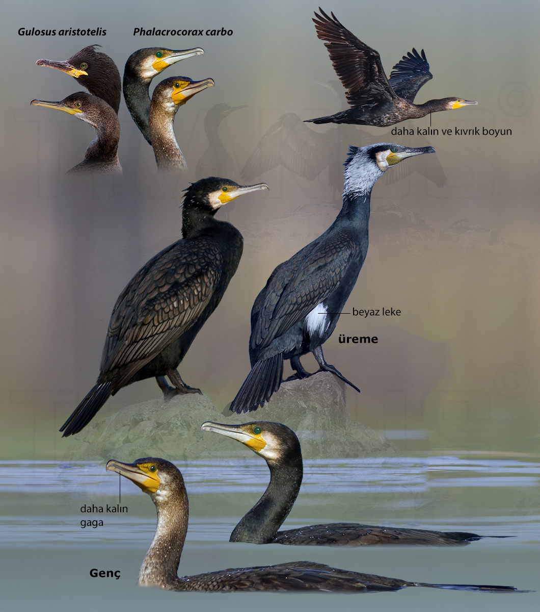 Great Cormorant