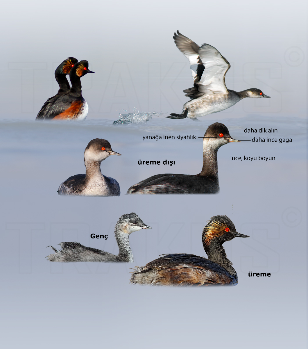Black-necked Grebe
