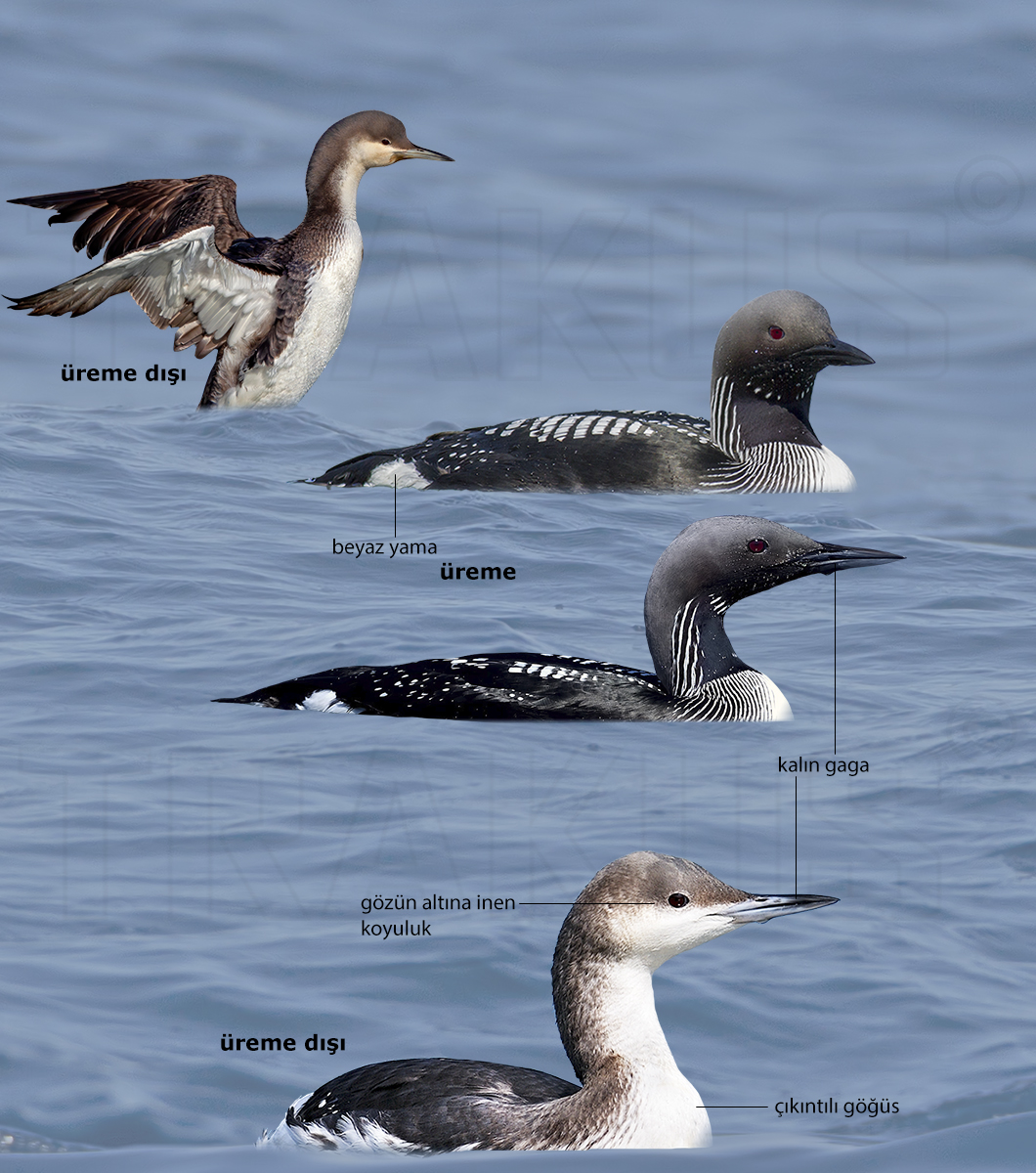 Black-throated Loon