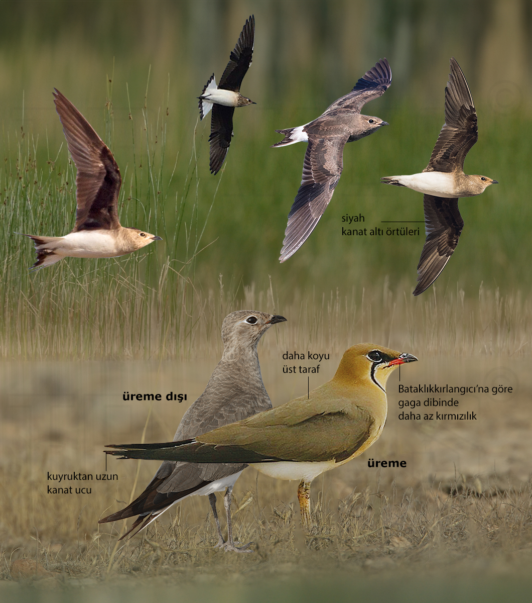 Black-winged Pratincole