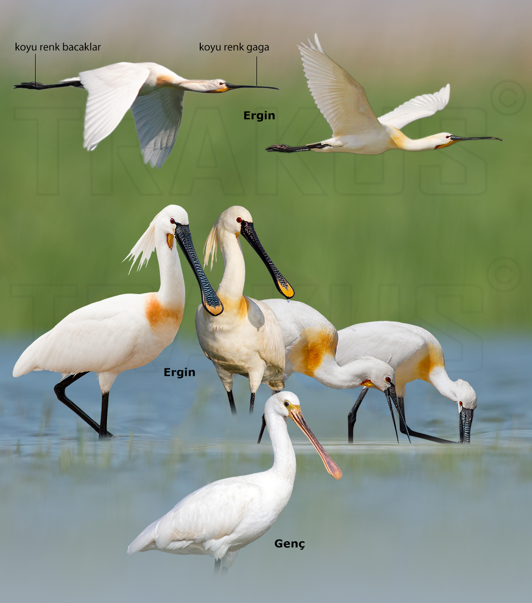 Eurasian Spoonbill