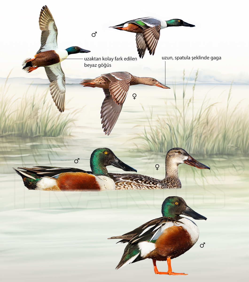 Northern Shoveler
