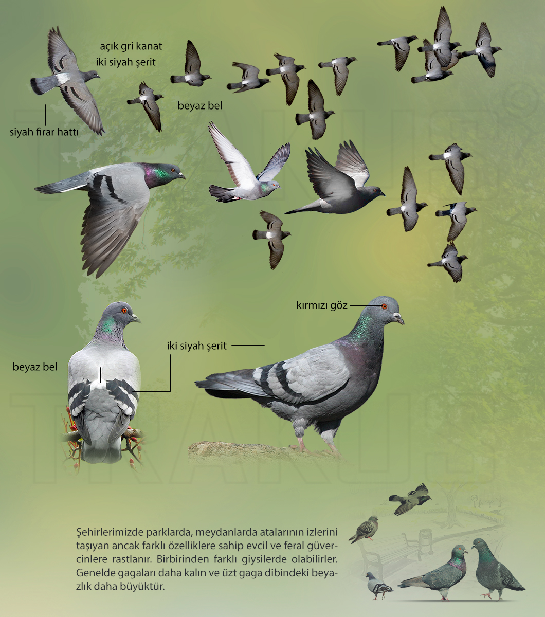 Rock Dove
