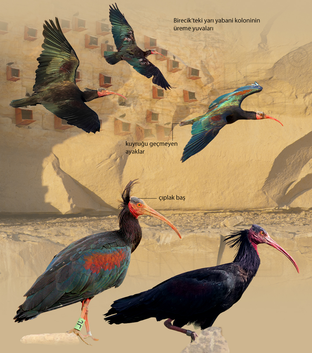 Northern Bald Ibis