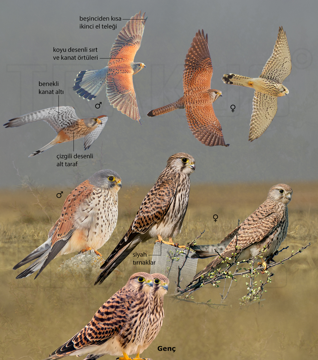 Common Kestrel