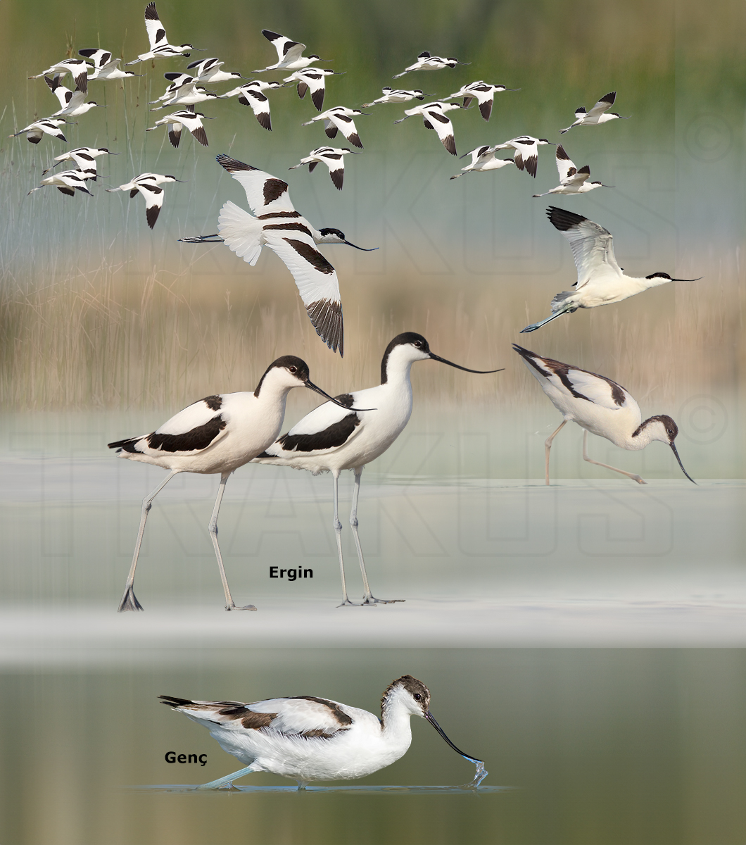 Pied Avocet