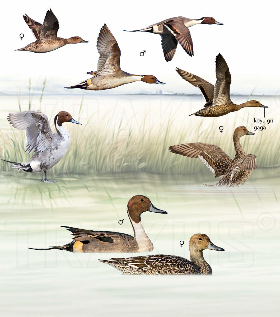 Northern Pintail