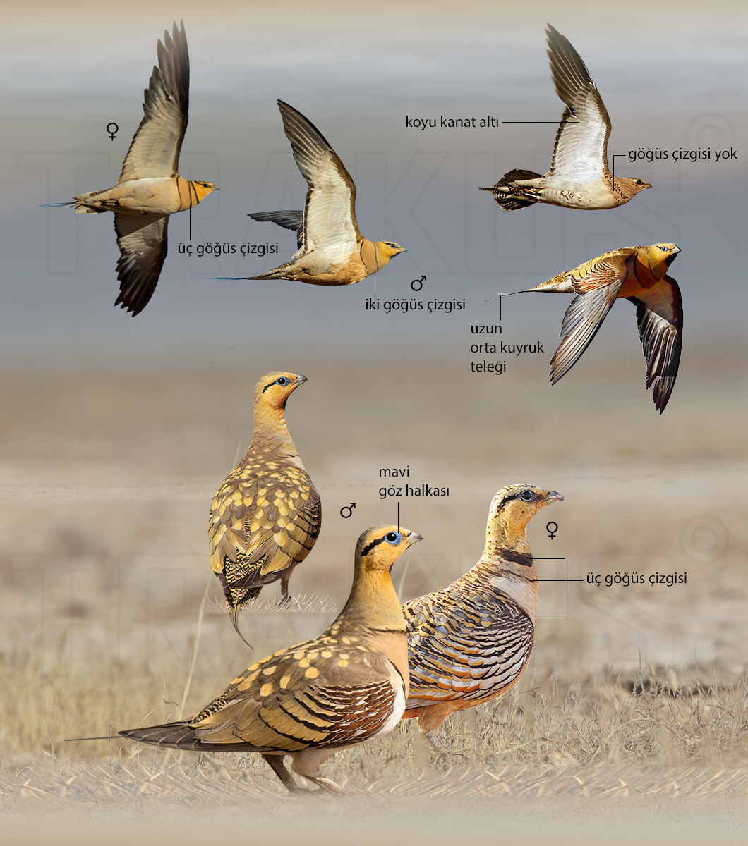 Pin-tailed Sandgrouse