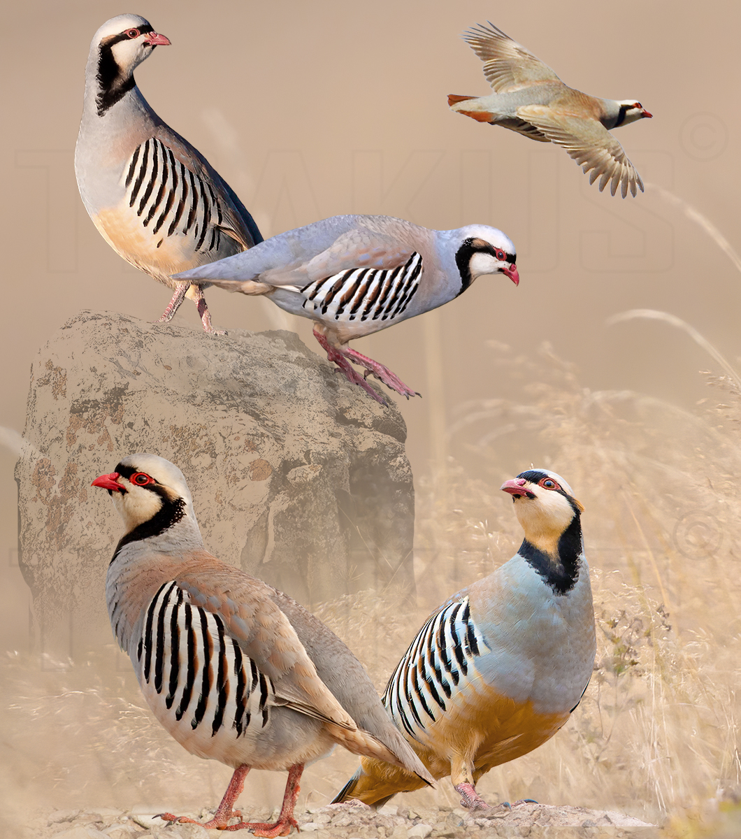Chukar Partridge