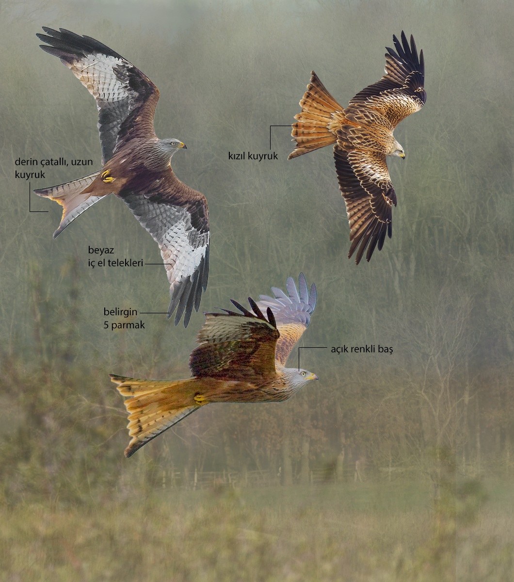 Red Kite