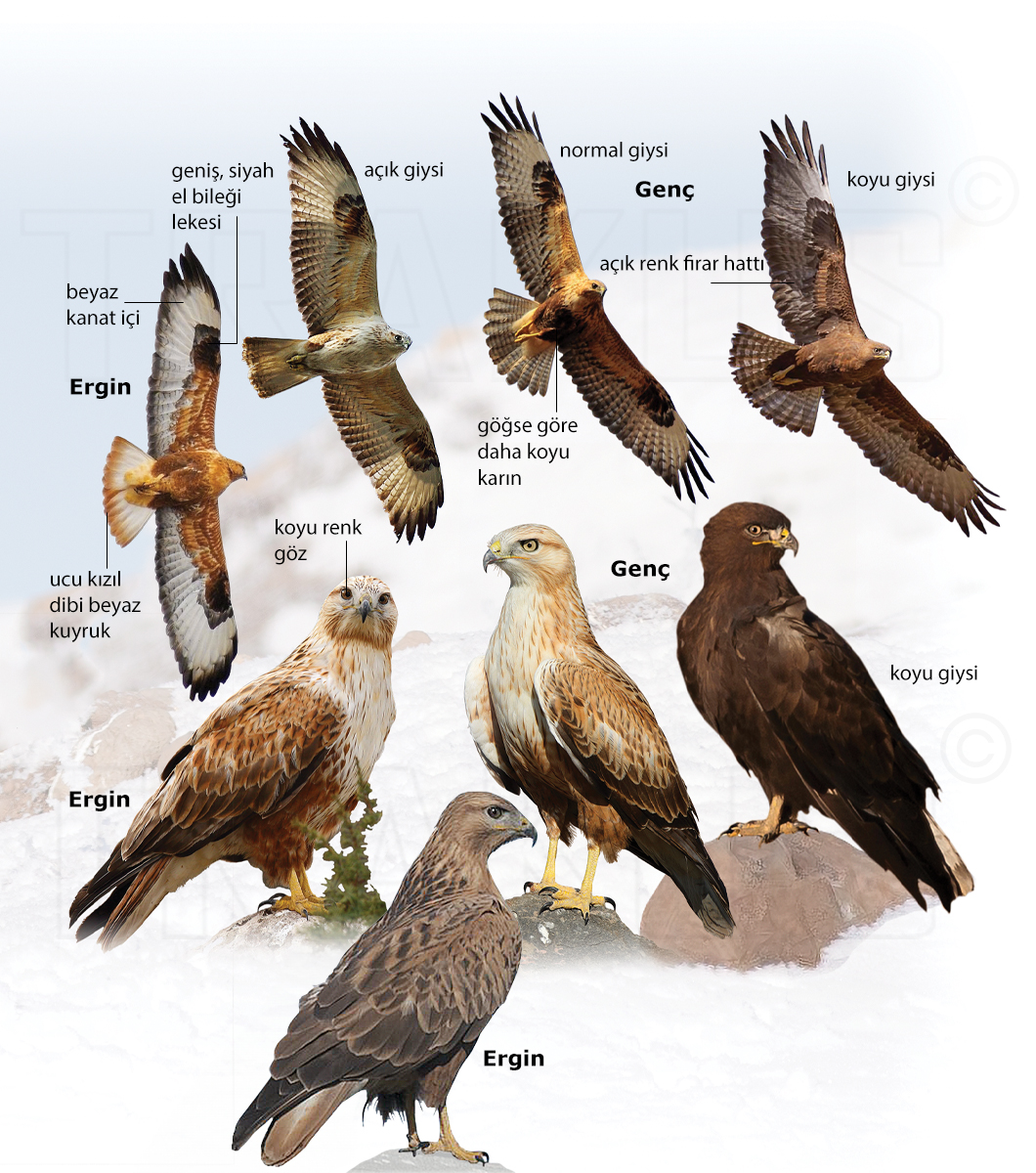 Long-legged Buzzard