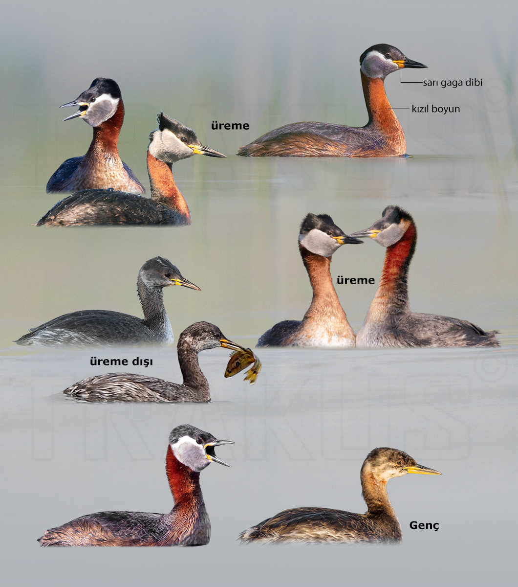 Red-necked Grebe
