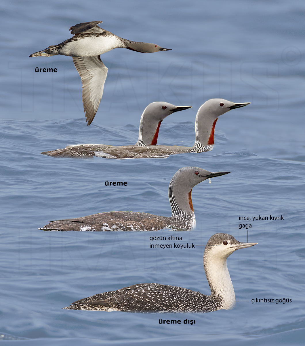 Red-throated Loon
