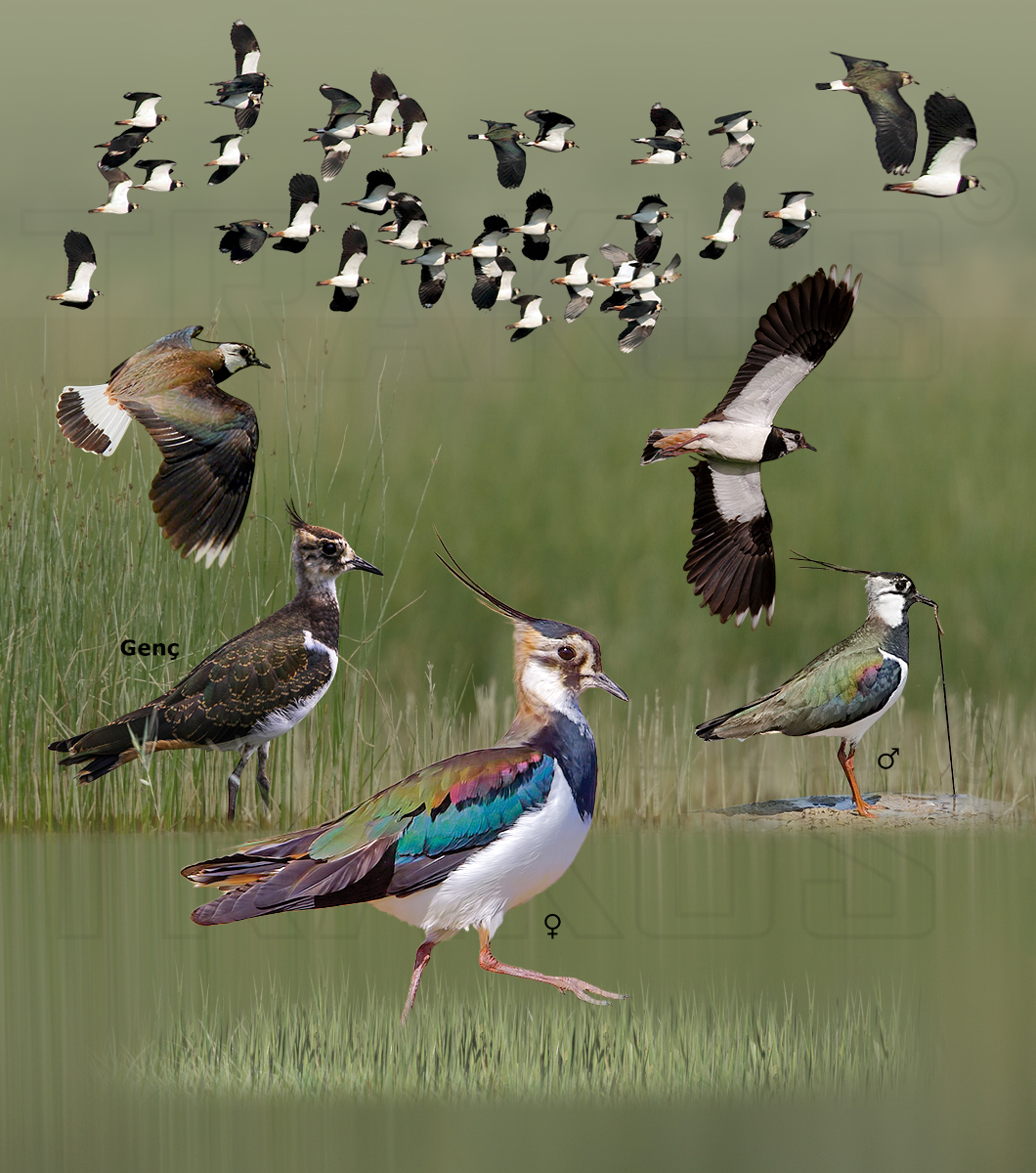 Northern Lapwing