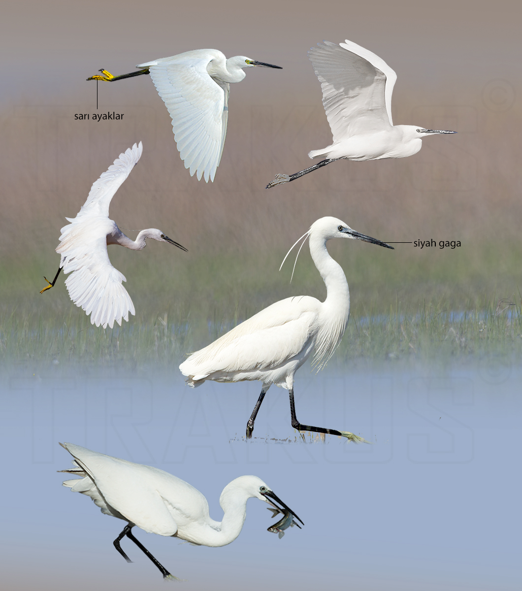 Little Egret