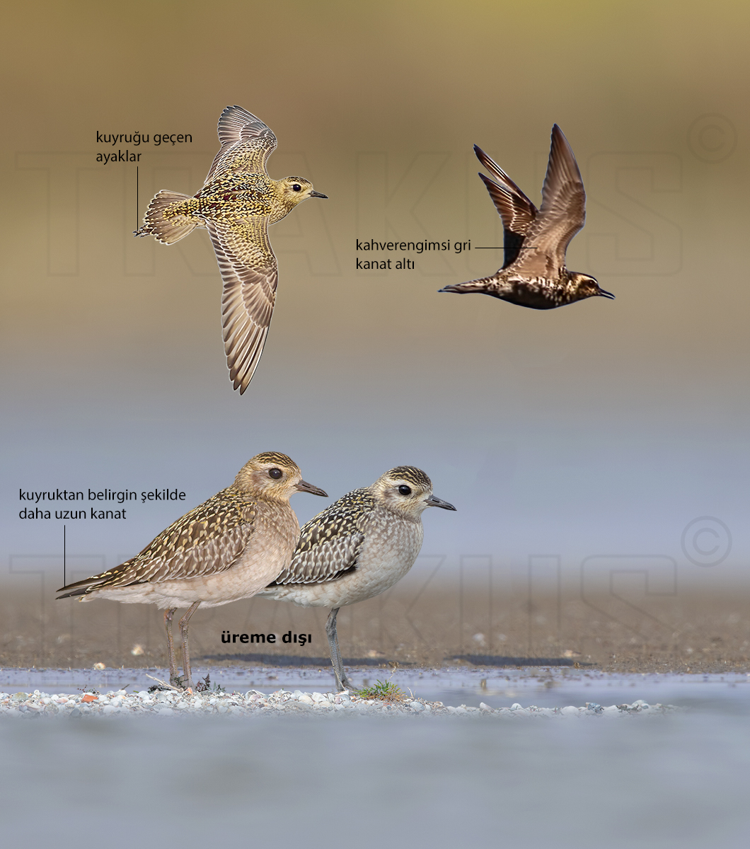 Pacific Golden Plover