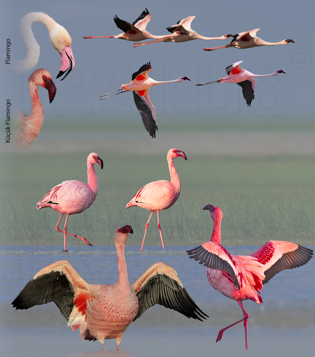 Küçük Flamingo