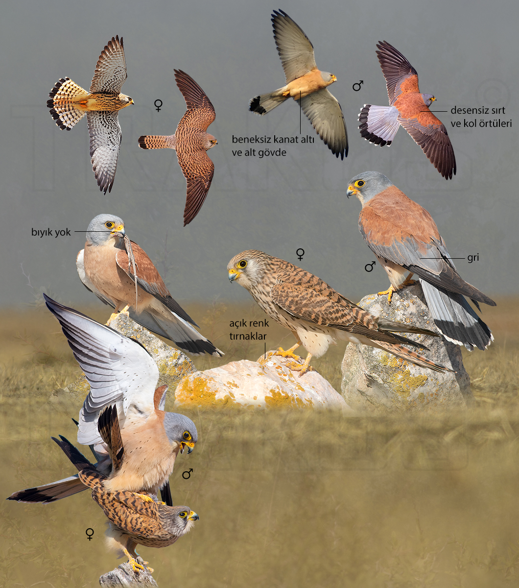 Lesser Kestrel