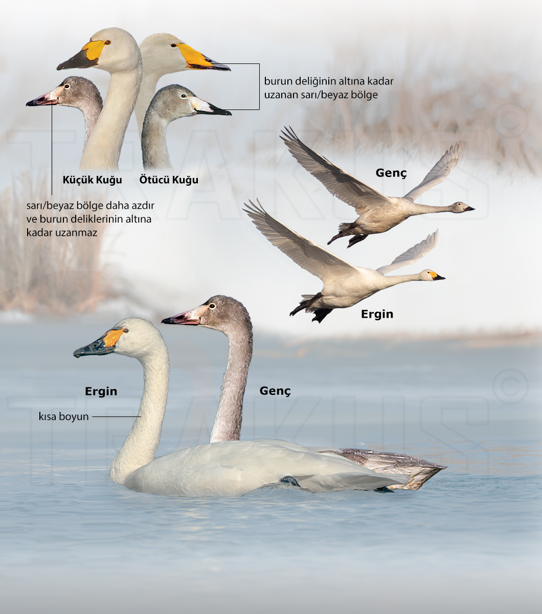Tundra Swan