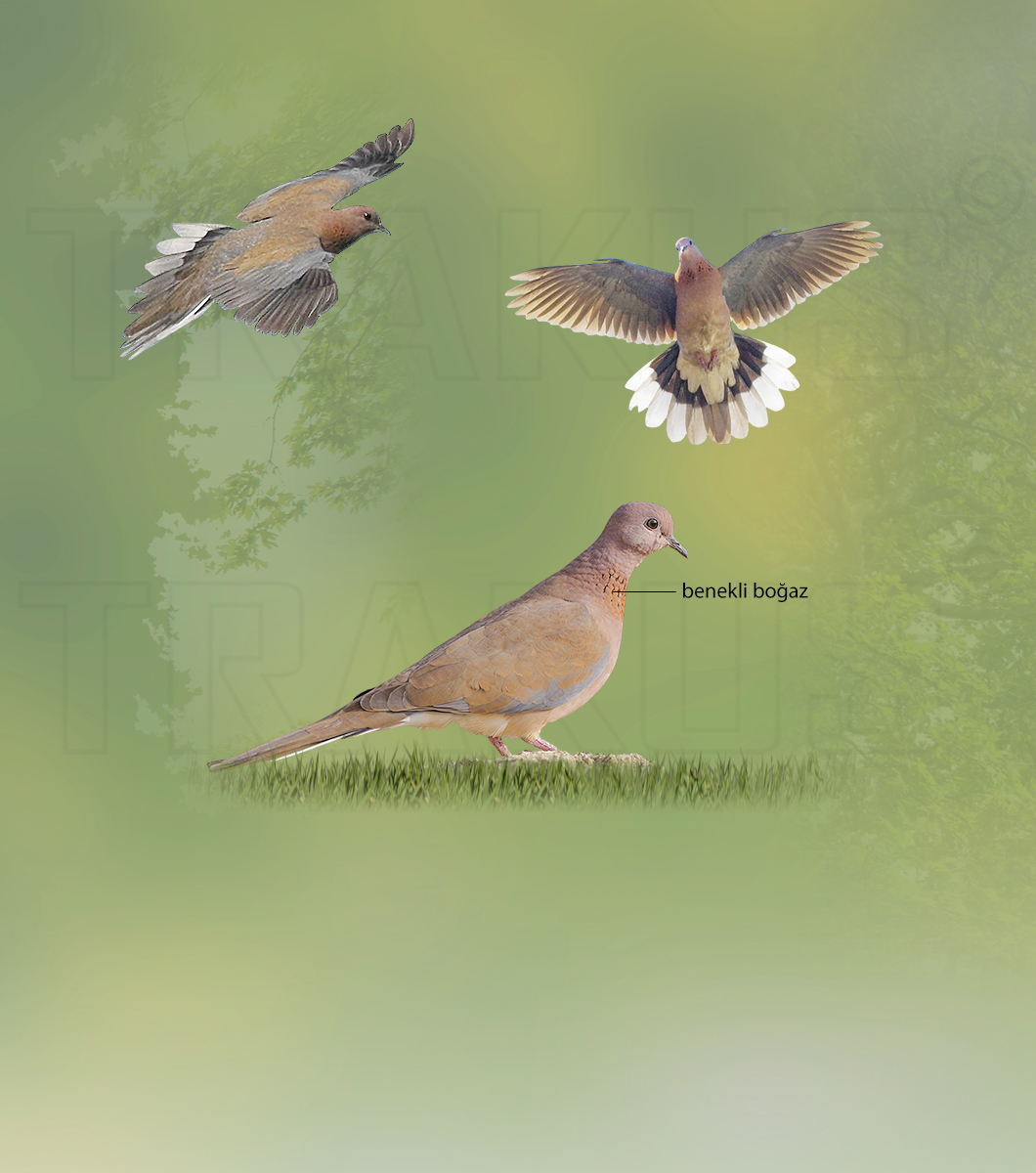 Laughing Dove