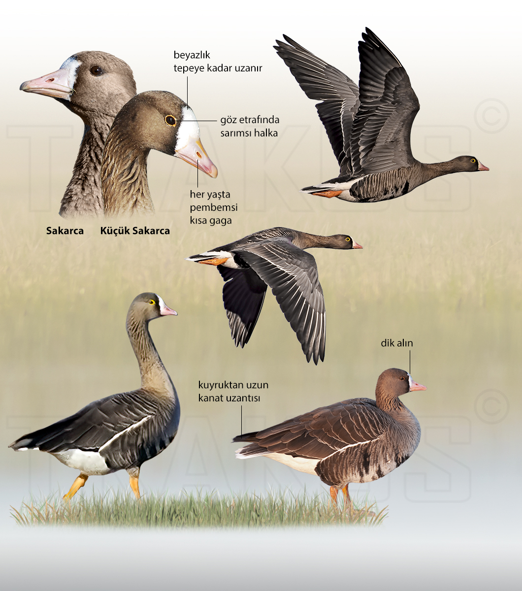Lesser White-fronted Goose