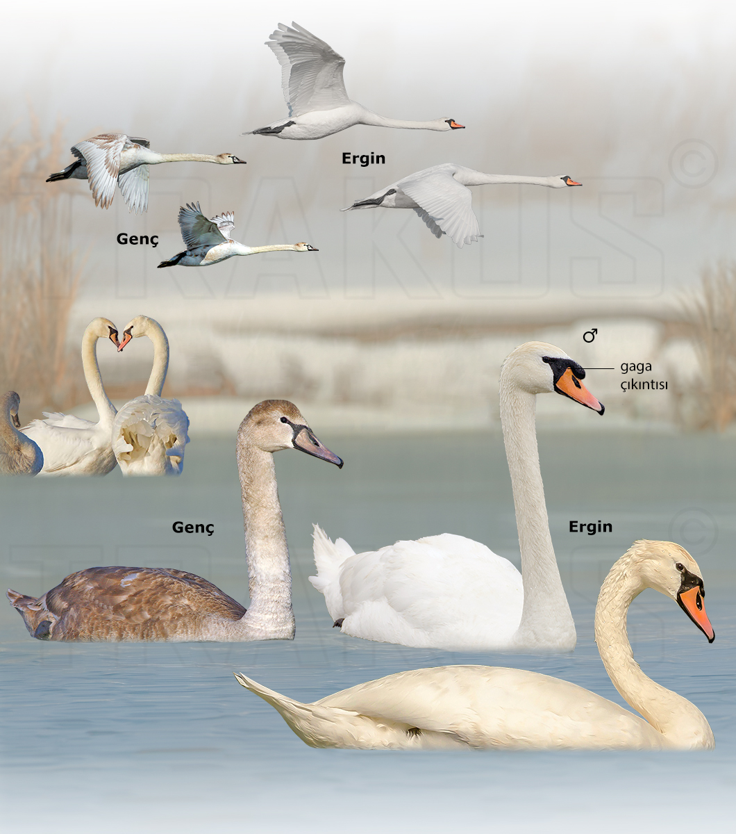 Mute Swan