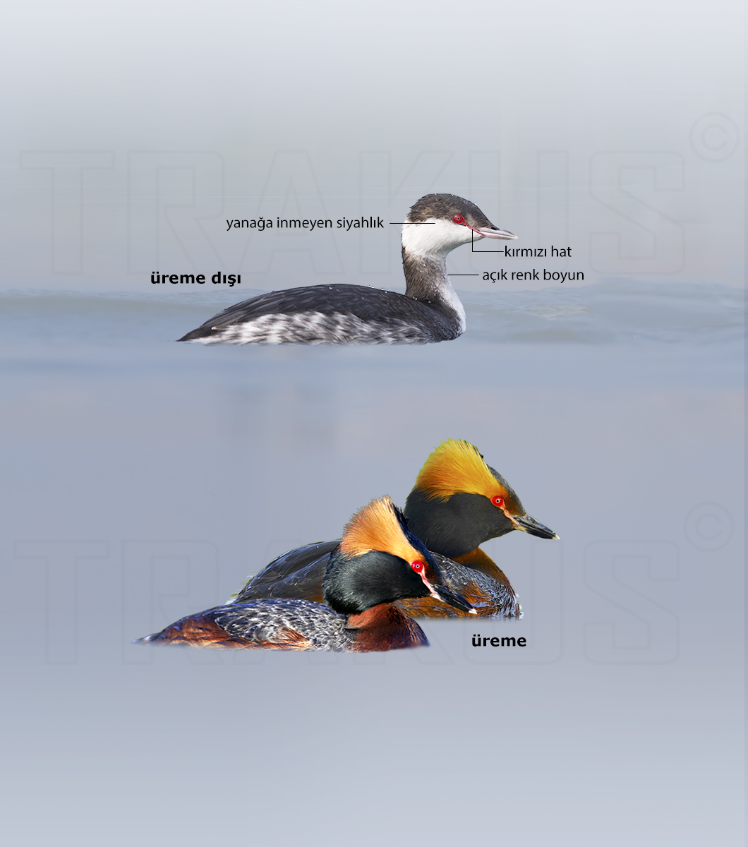 Horned Grebe