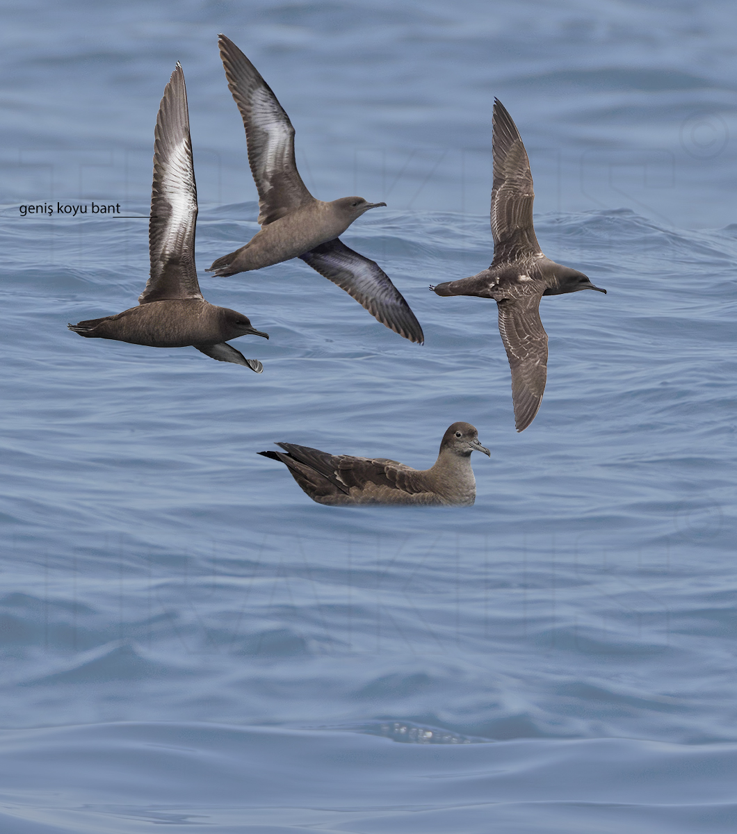 Sooty Shearwater