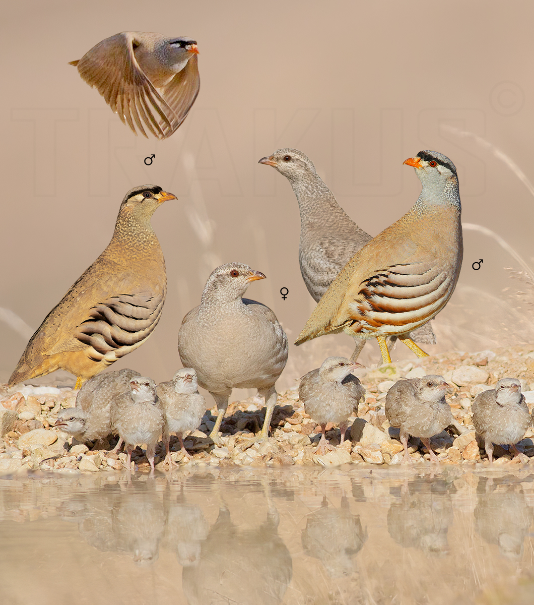 See-see Partridge