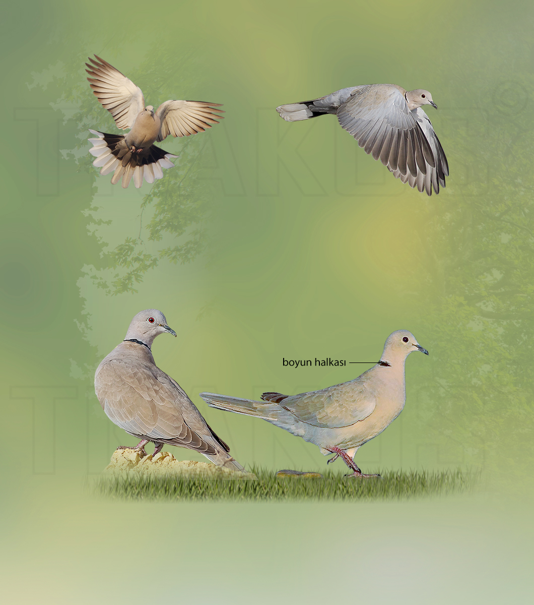 Eurasian Collared Dove