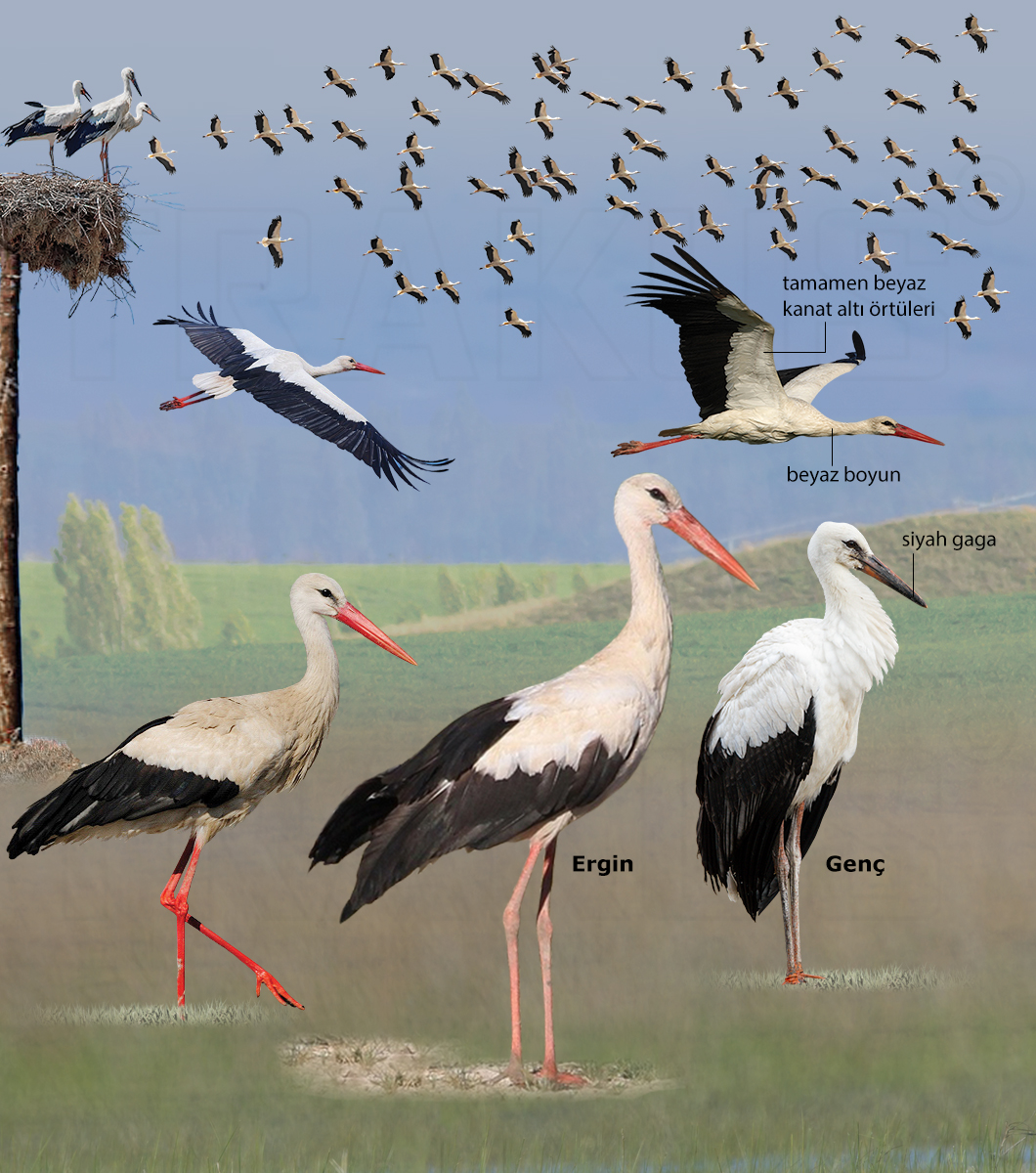 White Stork