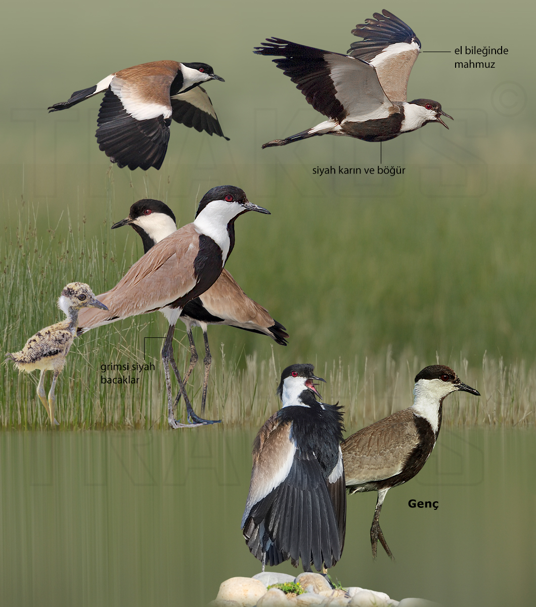 Spur-winged Lapwing