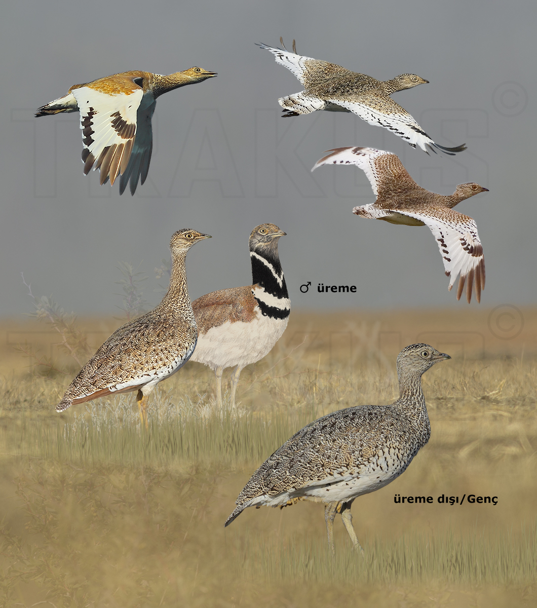 Little Bustard