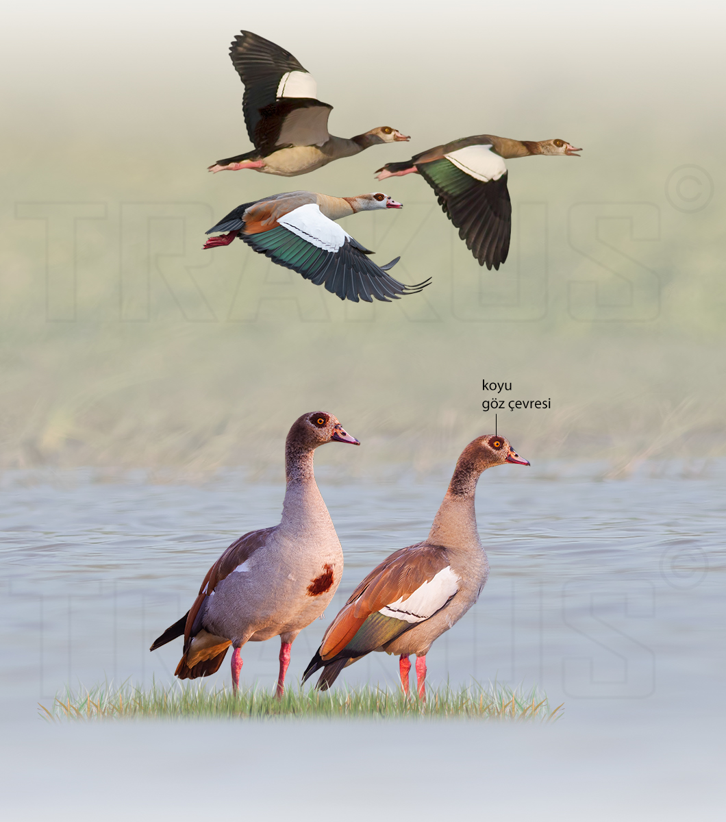 Egyptian Goose