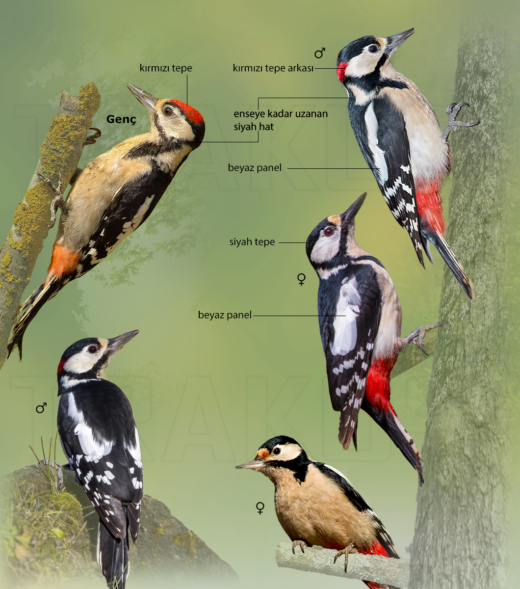 Great Spotted Woodpecker