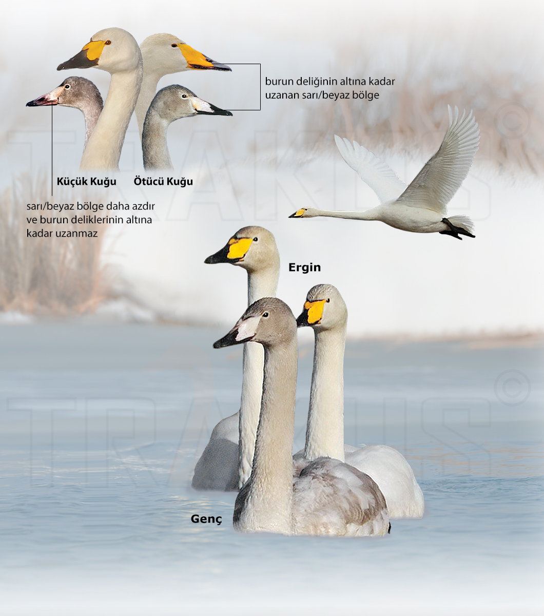Whooper Swan