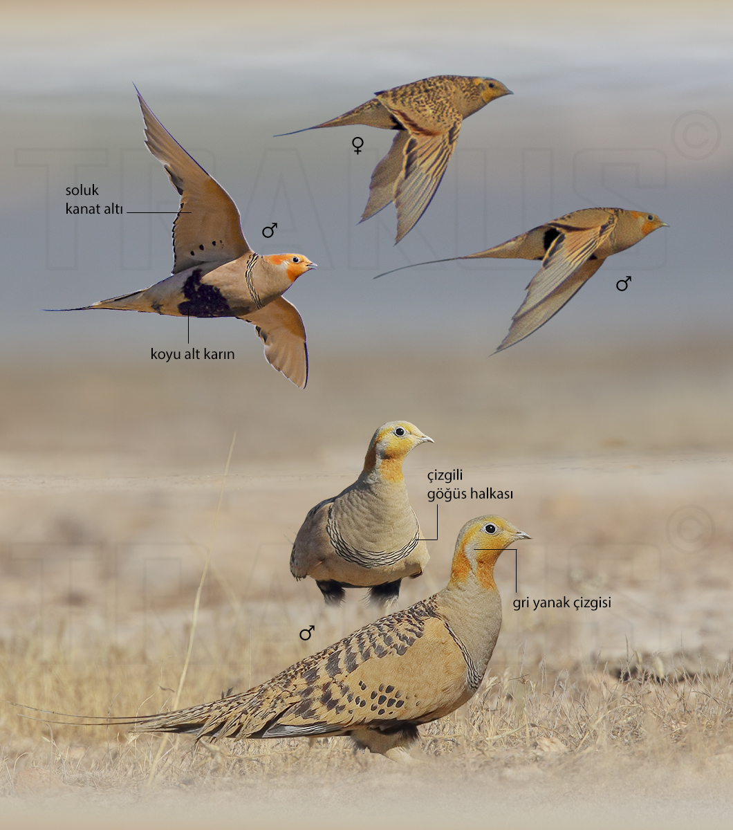 Pallas`s Sandgrouse