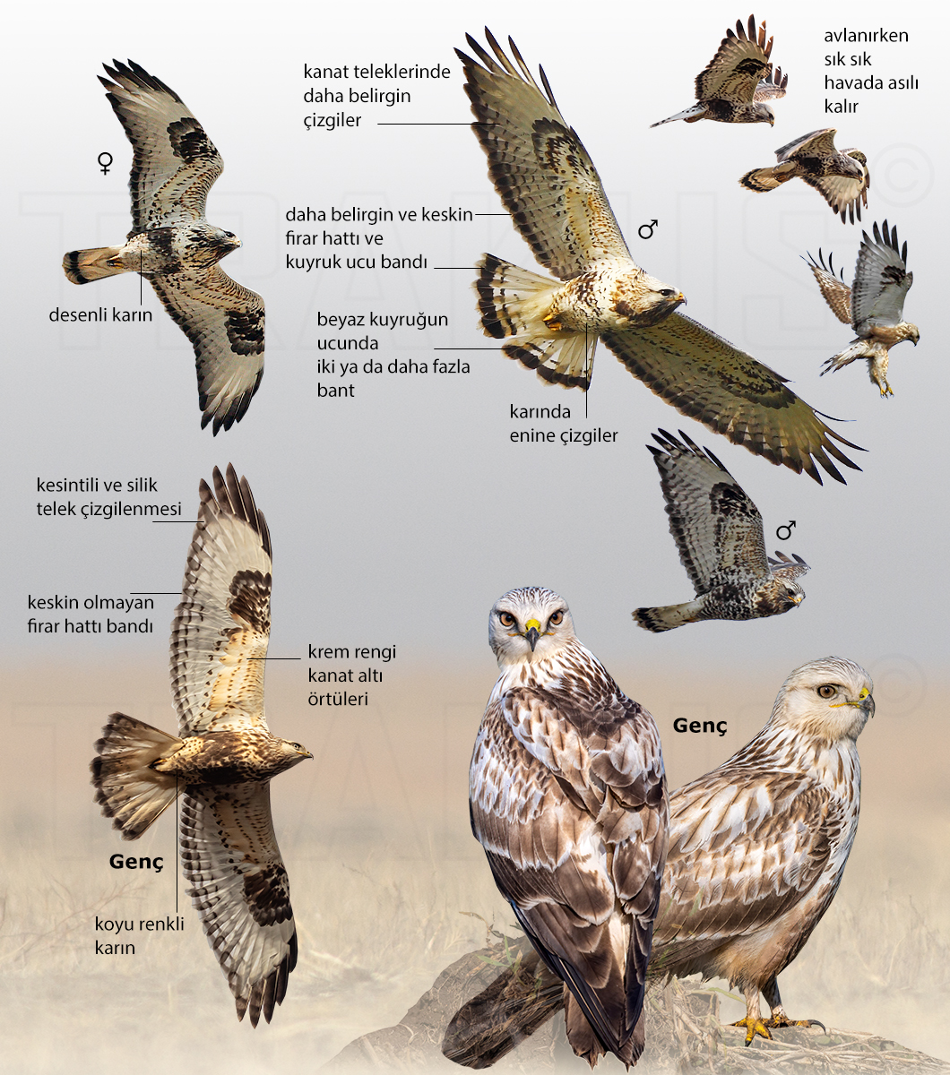 Rough-legged Buzzard