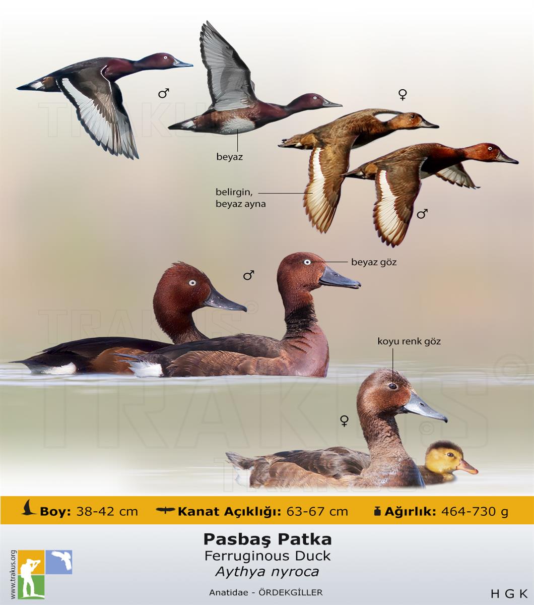 Ferruginous Duck