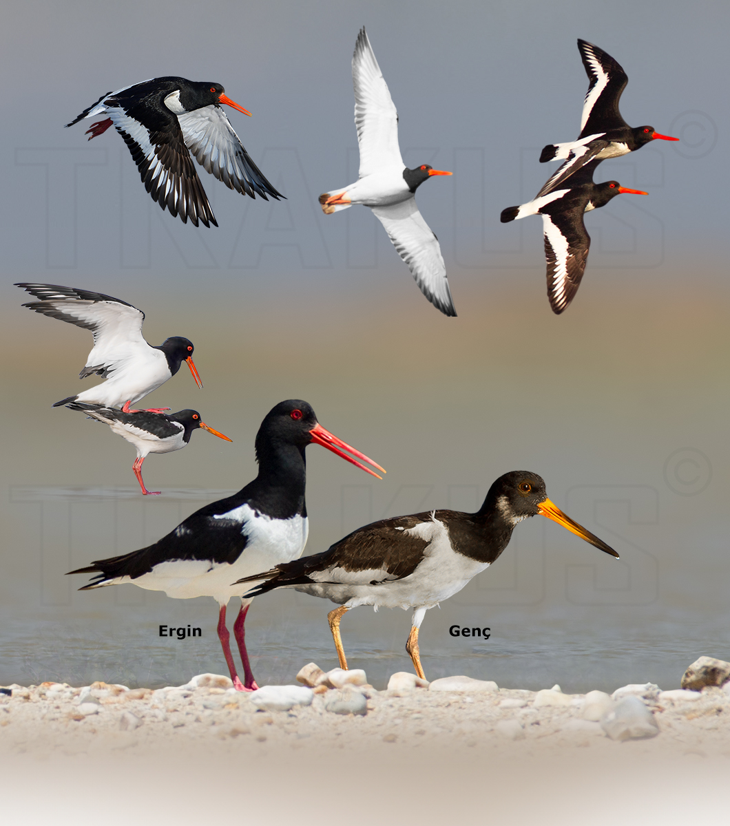 Eurasian Oystercatcher
