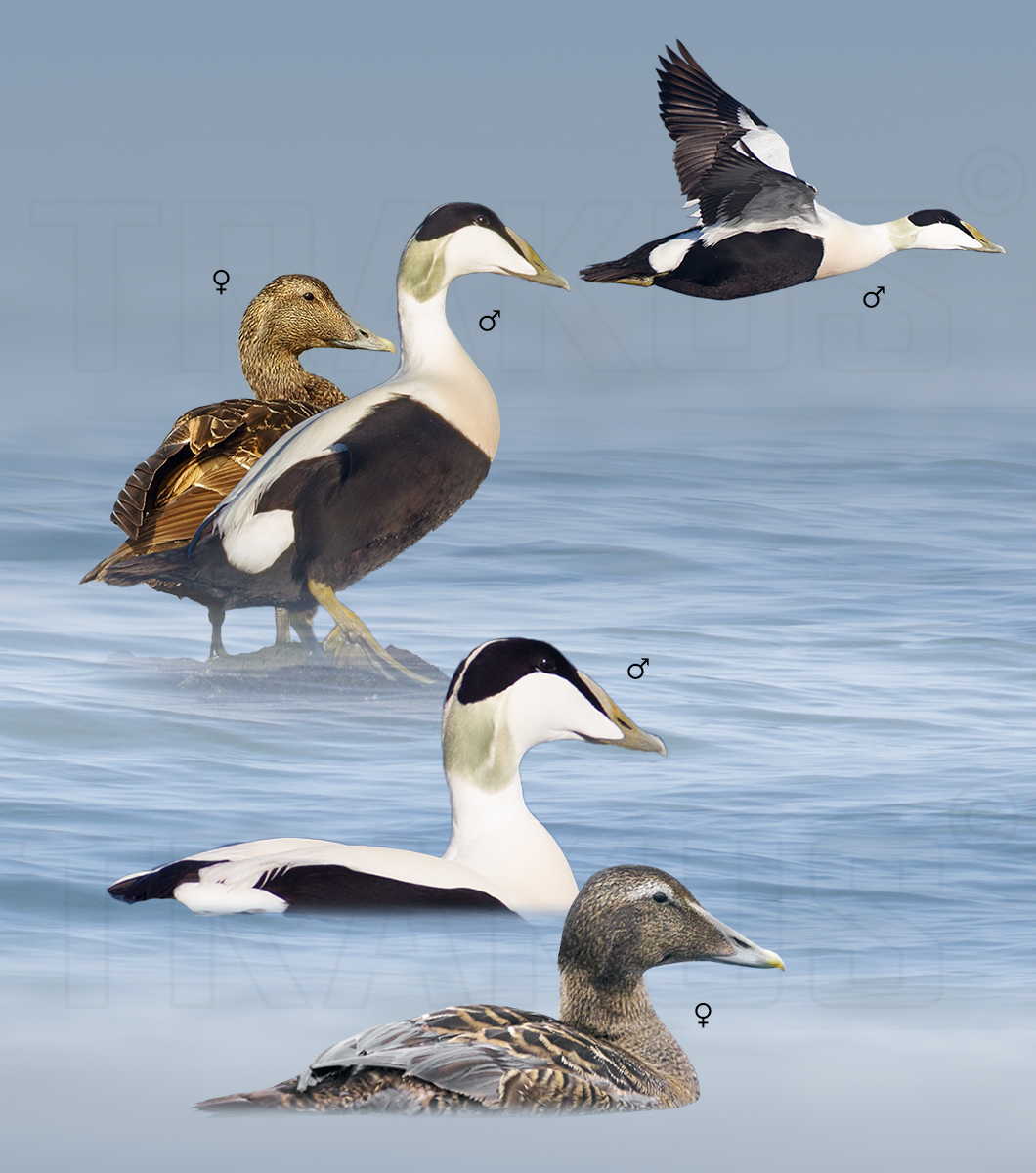 Common Eider