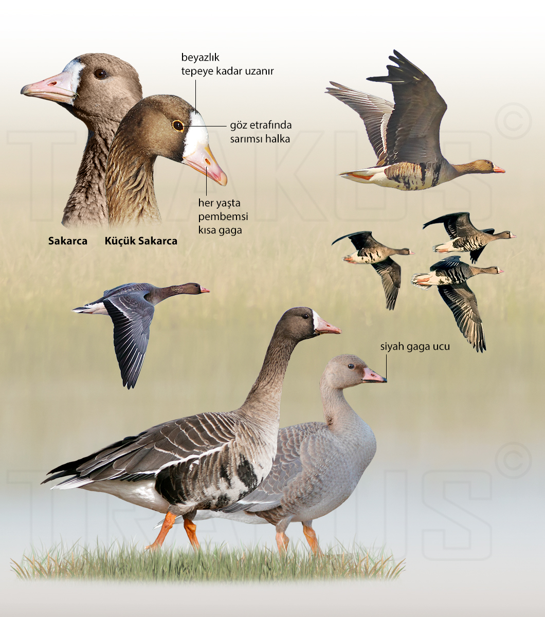 Greater White-fronted Goose