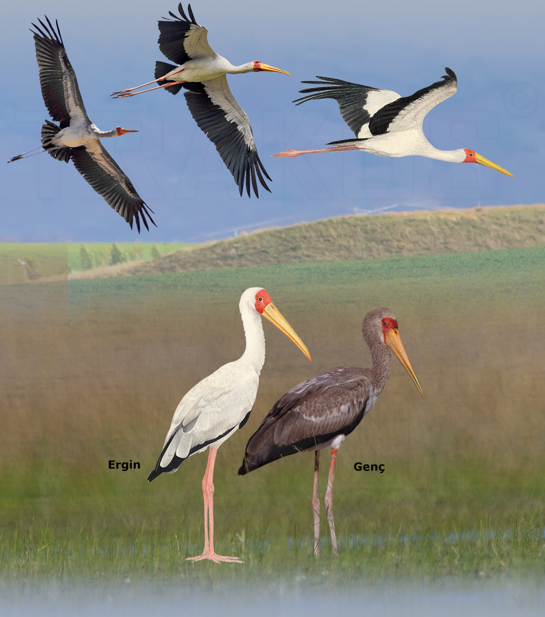 Yellow-billed Stork