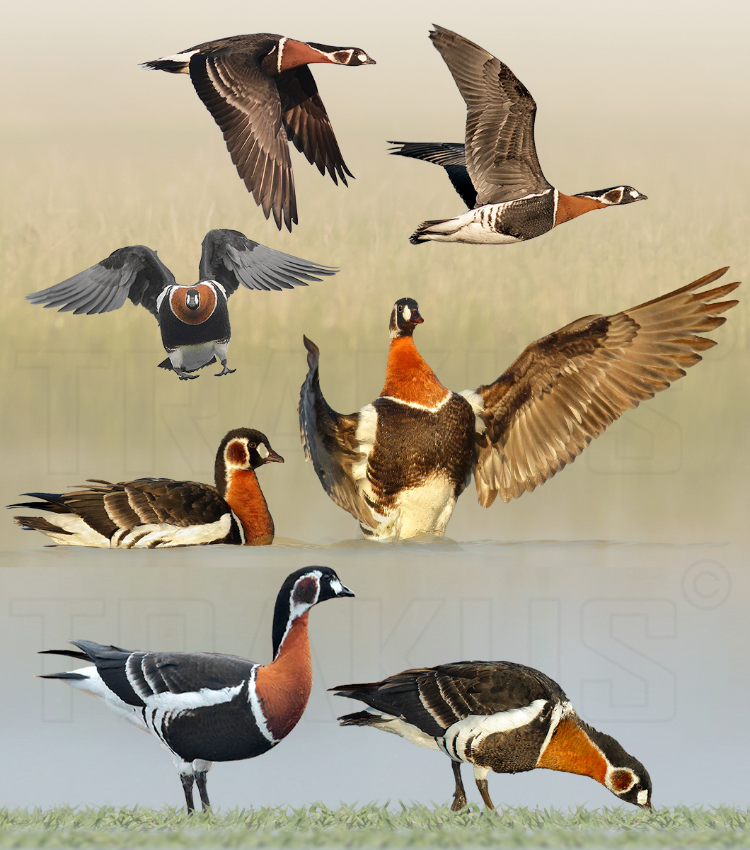 Red-breasted Goose