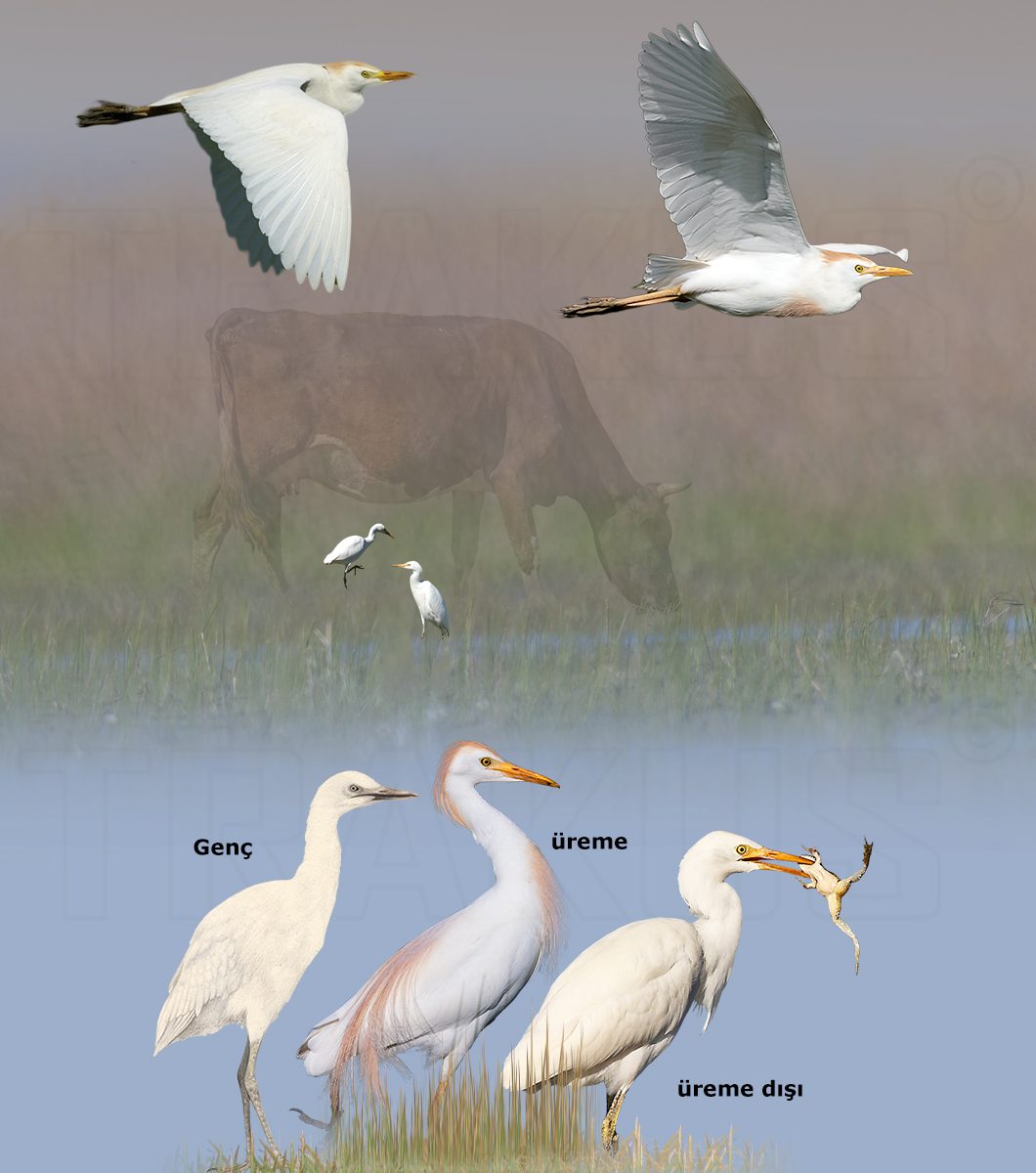 Western Cattle Egret