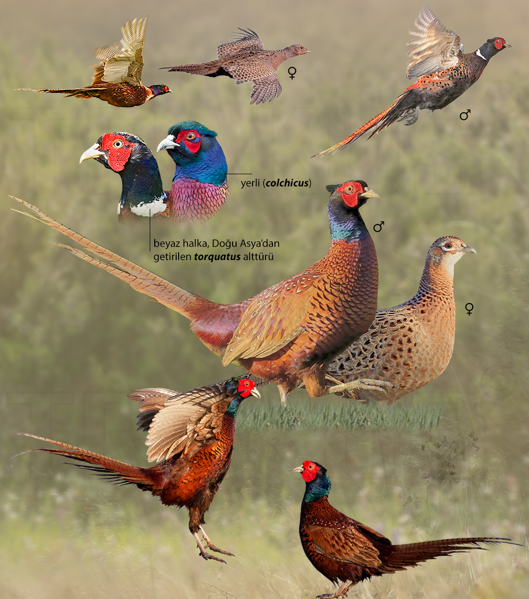 Common Pheasant